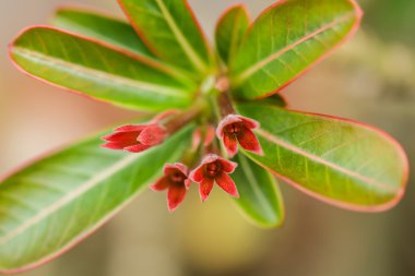 çöl gülü kolayca büyür ve dr için dayanıklı bir çiçektir