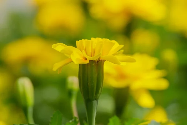 Gul ringblomma — Stockfoto