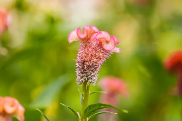 Hahnenkamm-Blüte — Stockfoto