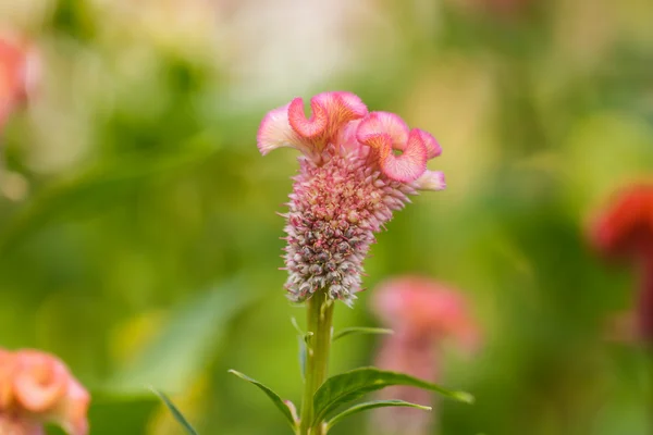 Květ kohoutí hřebínky — Stock fotografie