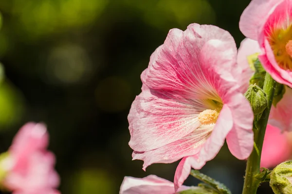 Flor de hollyhock —  Fotos de Stock