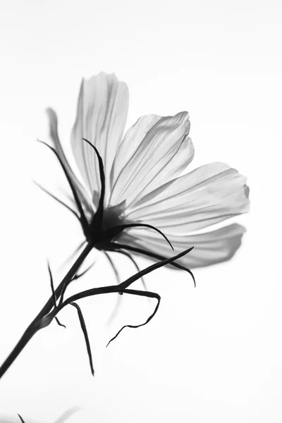 Kozmos çiçekleri — Stok fotoğraf