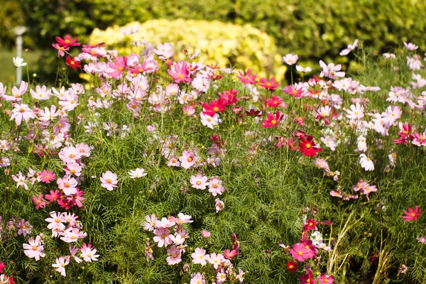 Cosmos Flowers — Stock Photo, Image