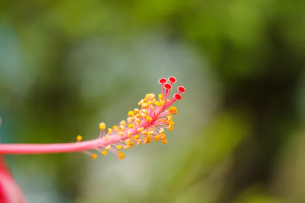 Hibiscus çiçek polen. — Stok fotoğraf