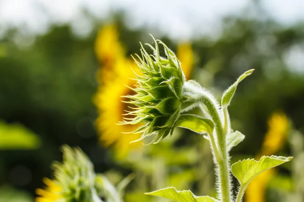 Sunflowers in Lopburi, Thailand — Stock Photo, Image