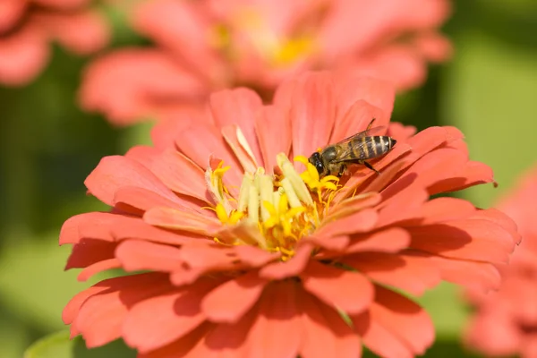Kırmızı çiçek arıya — Stok fotoğraf
