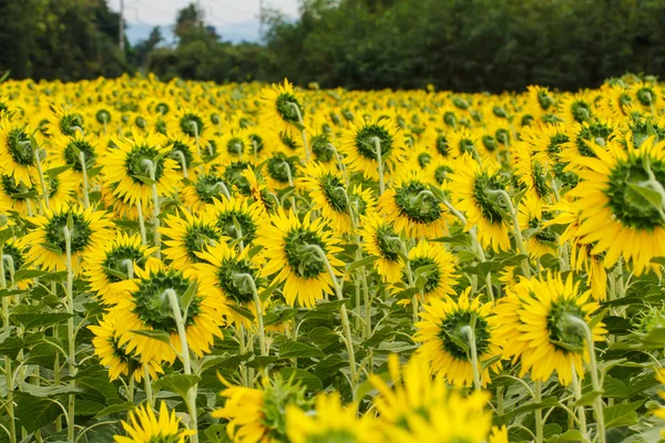 Girasoles en Lopburi, Tailandia —  Fotos de Stock