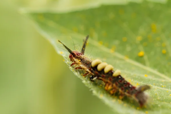 Oruga en girasol — Foto de Stock