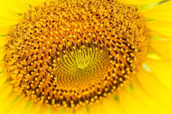 Girasoles en Lopburi, Tailandia — Foto de Stock