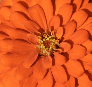 Kırmızı Impatiens çiçek