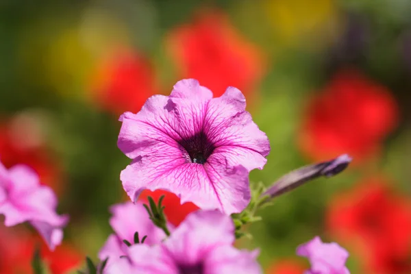 Blossoming magenta petunia flowers — Stock Photo, Image