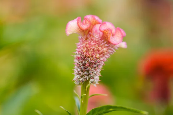 Flor de Cockscomb — Fotografia de Stock