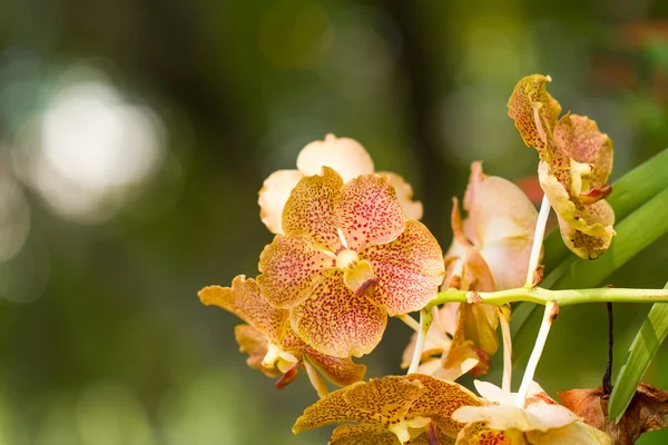 Żółta orchidea w ogrodzie — Zdjęcie stockowe
