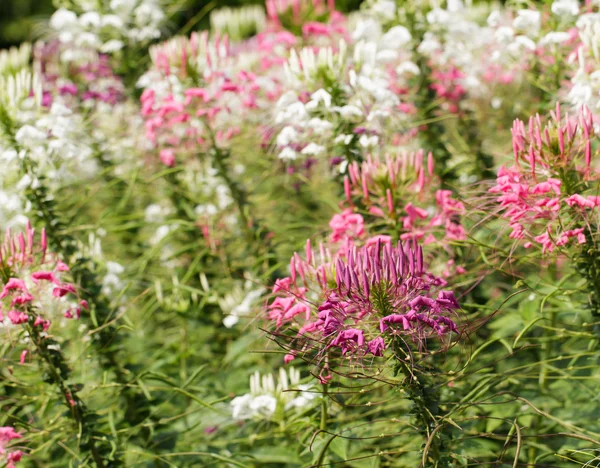 Spider Flower — Stock Photo, Image