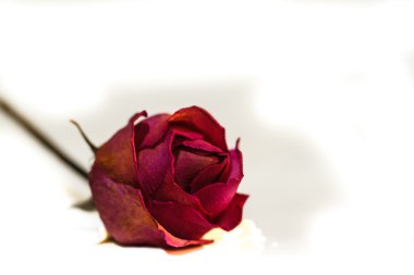 kırmızı gül izole