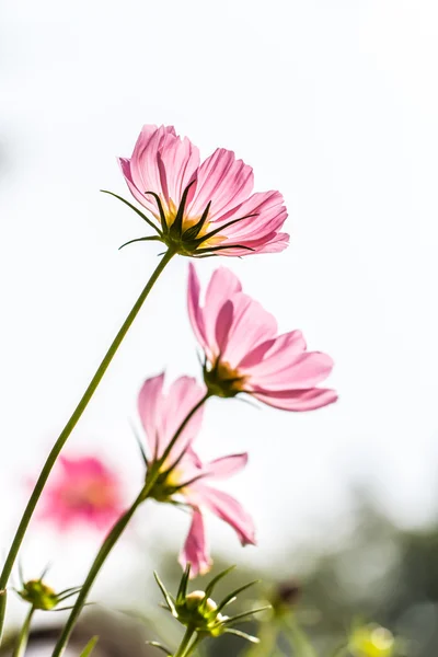 Cosmos flores — Fotografia de Stock