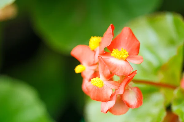 Bégonias rouge fleur — Photo