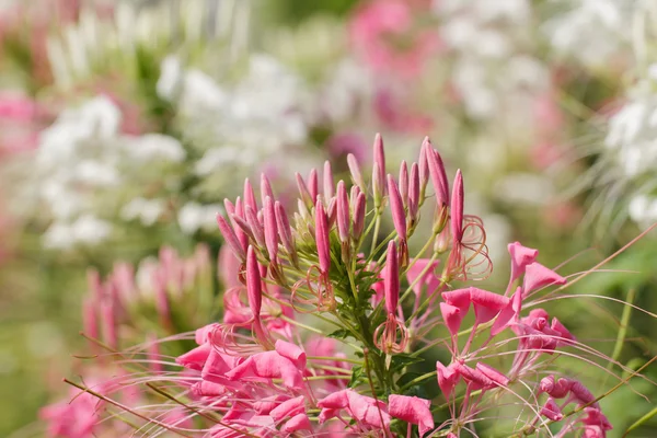 Spinnenblume — Stockfoto