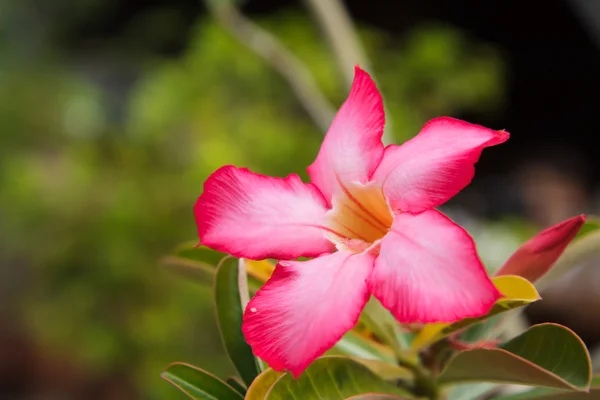 रेगिस्तान गुलाब एक फूल है जो आसानी से बढ़ता है और सूखा के लिए प्रतिरोधी है . — स्टॉक फ़ोटो, इमेज