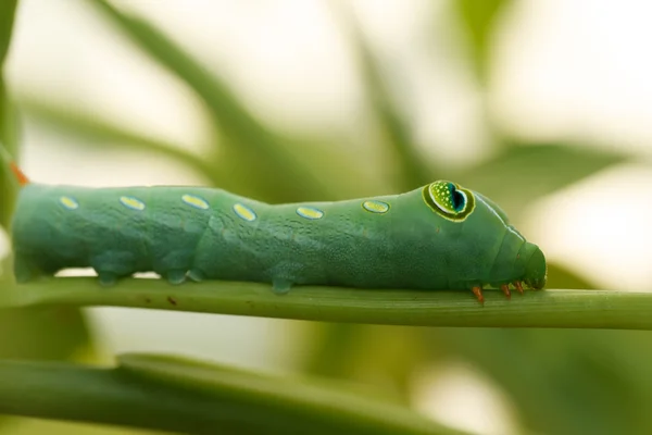 Green caterpillar — Stock Photo, Image