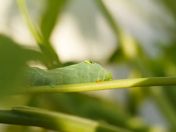 Green caterpillar — Stock Photo, Image