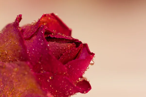 Rote Rose — Stockfoto