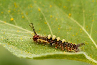 Caterpillar ayçiçeği üzerinde