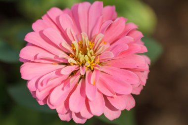 Kırmızı Impatiens çiçek