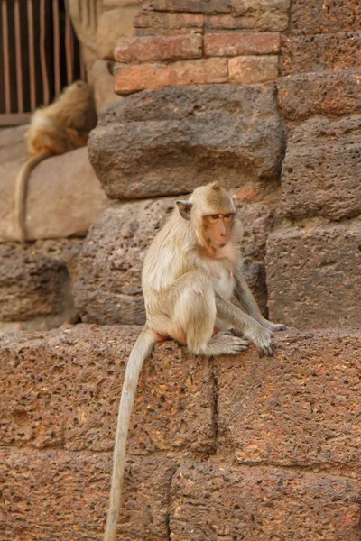 Monkeys at Prang Sam Yot temple in Lopburi — Stock Photo, Image