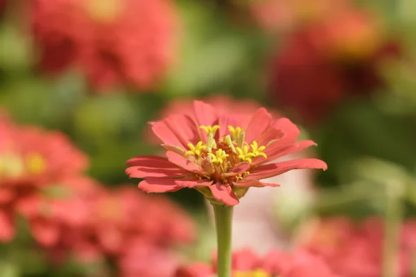 Красный нетерпеливый цветок — стоковое фото