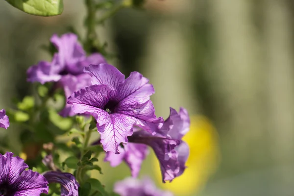 Blossoming magenta petunia flowers — Stock Photo, Image