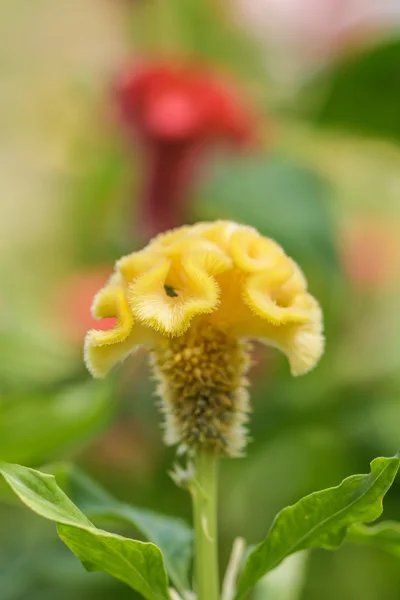 Cockscomb flower — Stock Photo, Image