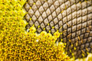 Ayçiçeği lopburi, Tayland içinde