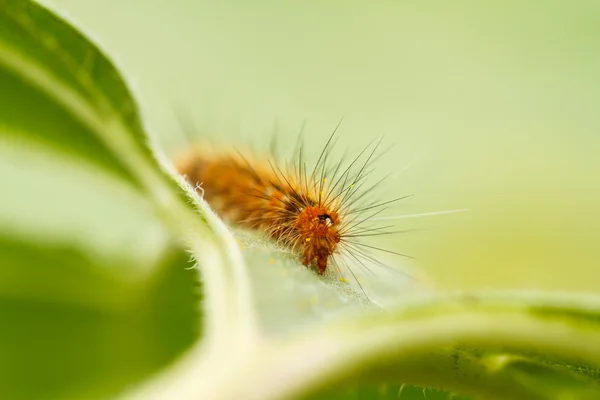 Chenille sur tournesol — Photo