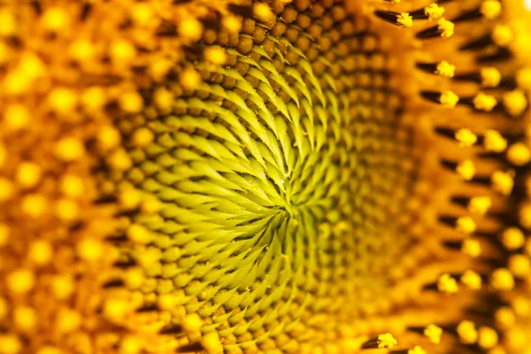 Sonnenblumen in lopburi, Thailand — Stockfoto