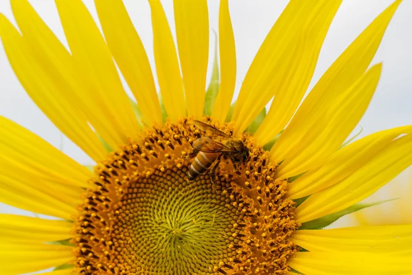 Sunflowers in Lopburi, Thailand