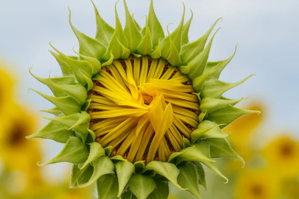 Sunflowers in Lopburi, Thailand — Stock Photo, Image