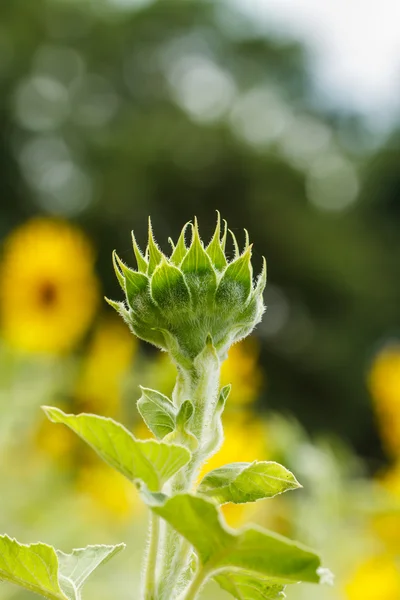 Tournesols en Lopburi, Thaïlande — Photo