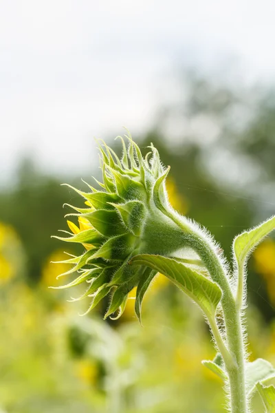 Sunflowers in Lopburi, Thailand — Stock Photo, Image