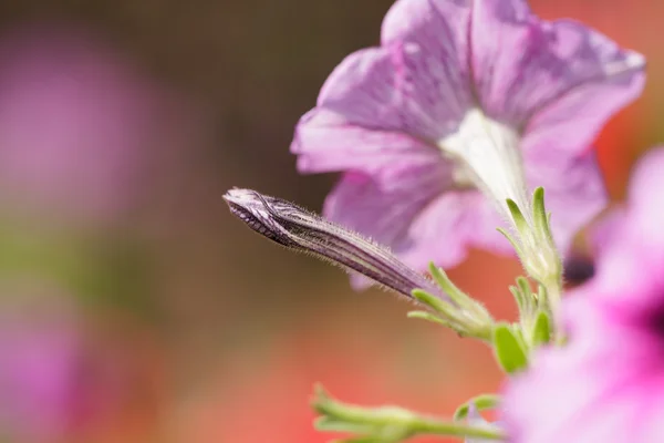 Квітучі квіти пурпурного петунії — стокове фото