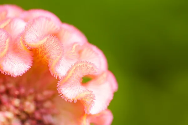 Flor de Cockscomb — Fotografia de Stock