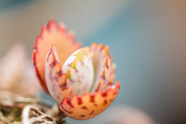 Plantas com folhas muito consanguinidade — Fotografia de Stock