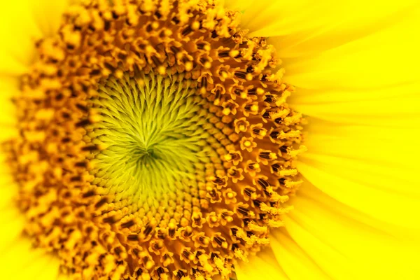 Girasoles en Lopburi, Tailandia — Foto de Stock