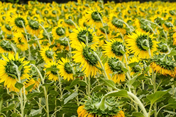 Girasoles en Lopburi, Tailandia —  Fotos de Stock