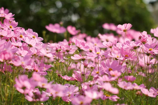 Cosmos Flowers — Stock Photo, Image