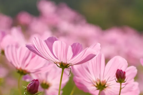 Kosmos blommor — Stockfoto