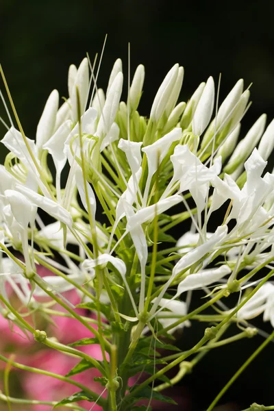 Fiore di ragno — Foto Stock