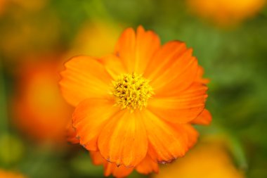 Sarı cosmos çiçek