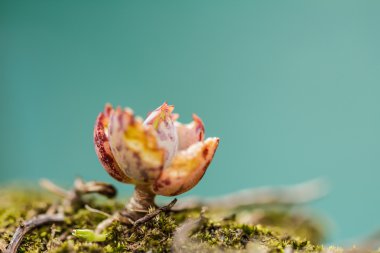 bitki yaprakları kadar akraba evliliği