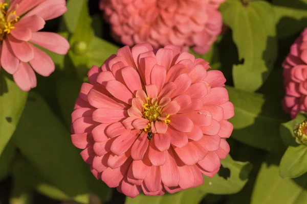 赤いインパチェンスの花 — ストック写真